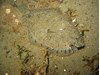 Photo of Speckled Sanddab - Citharichthys stigmaeus